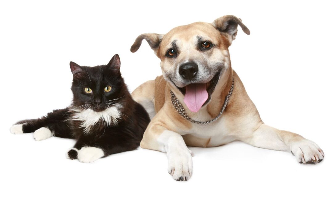 Nuestras mascotas han dejado de ser cosas inertes.