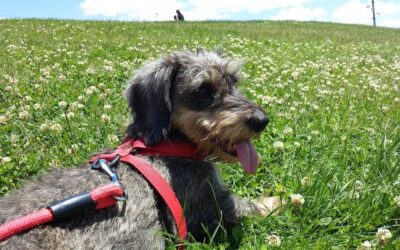 Nuestras mascotas han dejado de ser cosas inertes
