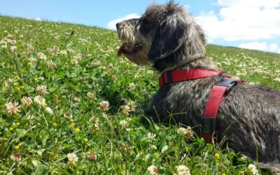 Custodia compartida de animales convivientes si o no